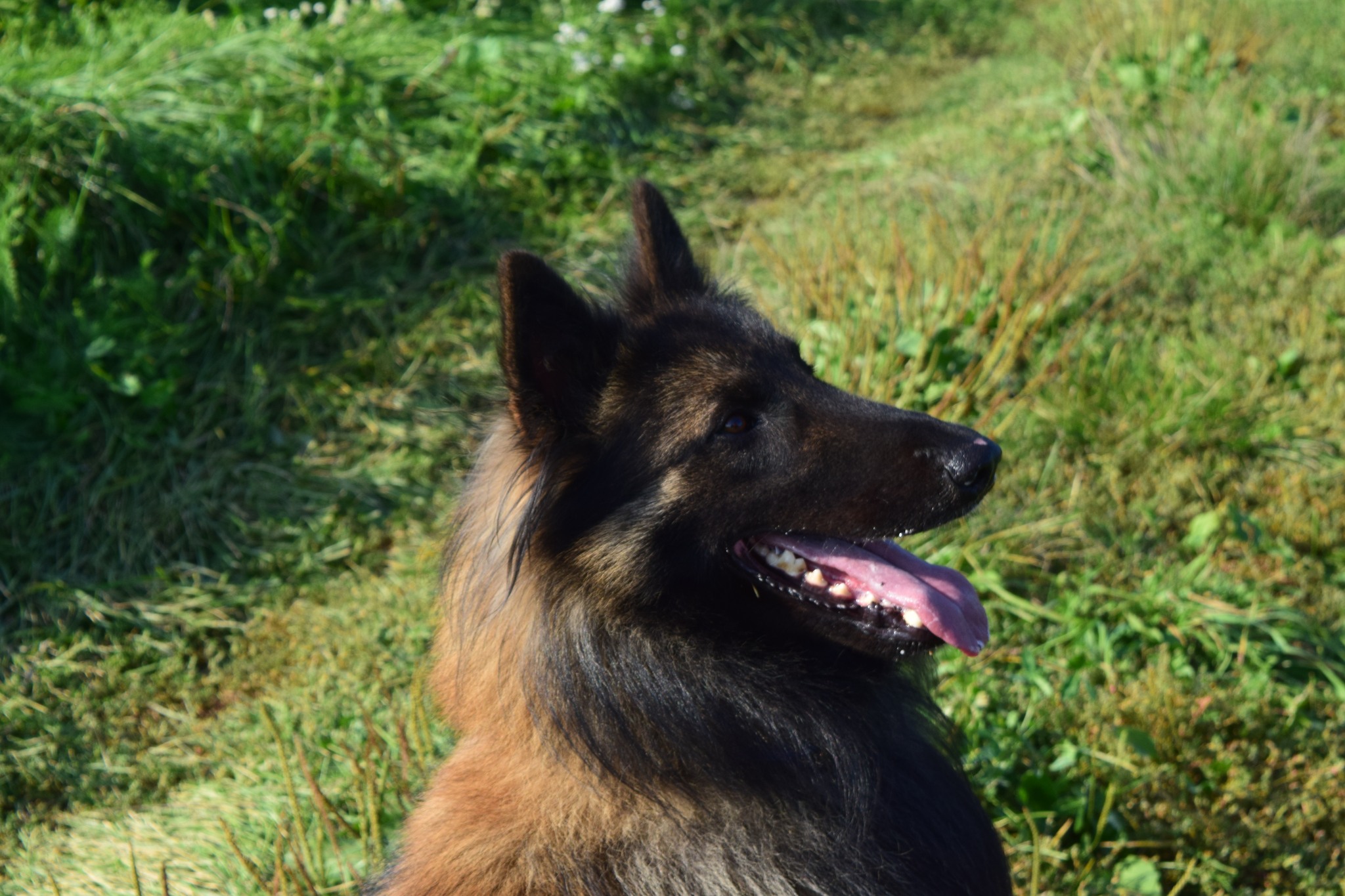 No-How Northern Lights