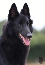 Perfect Black Unai z Kovárny