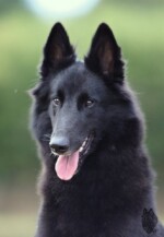 Perfect Black Unai z Kovárny