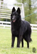 Perfect Black Unai z Kovárny