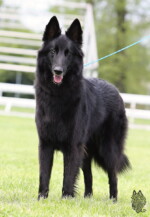 Perfect Black Unai z Kovárny