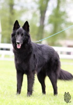 Perfect Black Unai z Kovárny