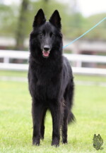 Perfect Black Unai z Kovárny