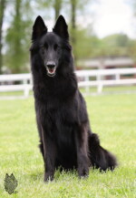 Perfect Black Unai z Kovárny