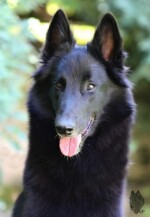 Perfect Black Unai z Kovárny