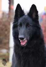 Perfect Black Unai z Kovárny