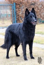 Perfect Black Unai z Kovárny