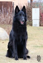 Perfect Black Unai z Kovárny