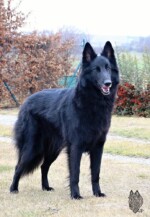 Perfect Black Unai z Kovárny